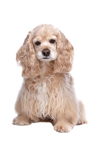 Cocker Spaniel