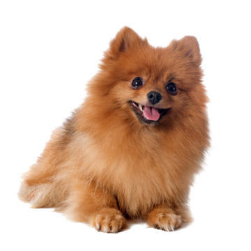 Pomerania